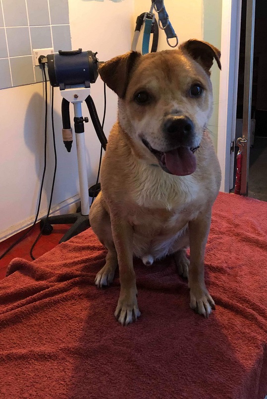 Chubbs happy to be dry